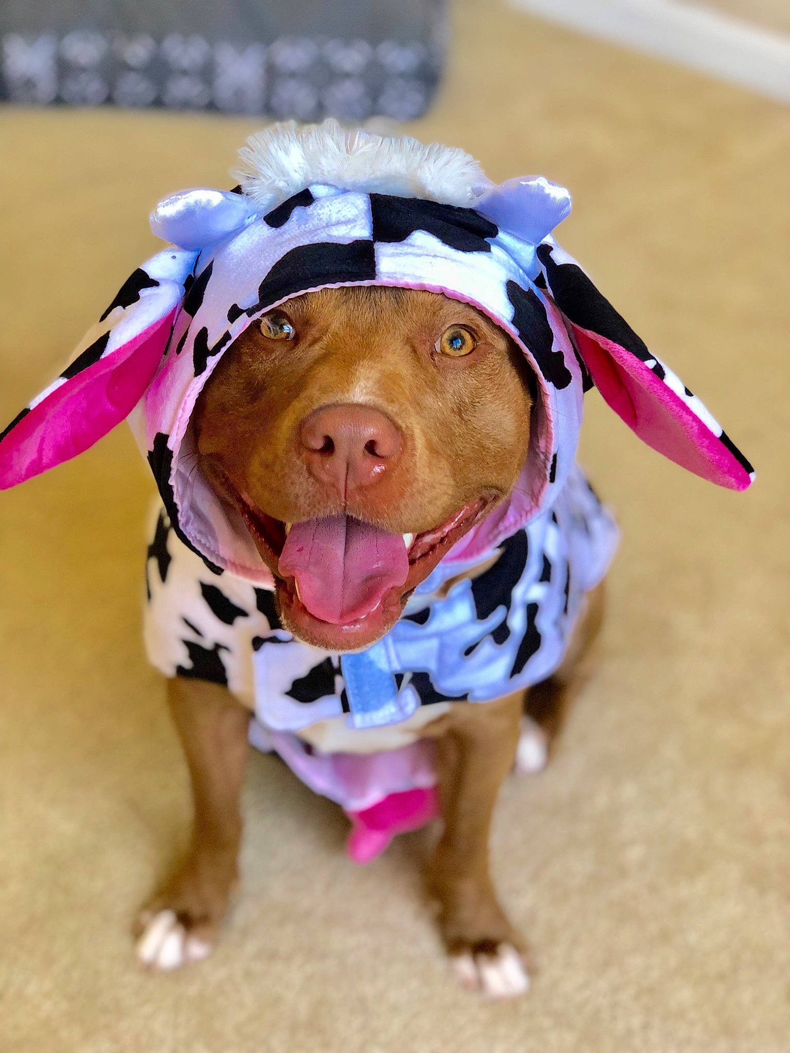 Gucci is registered to the contest to win money with this photo: canidae, carnivore, costume, dog, dog_breed, dog_clothes, fawn, headgear, non_sporting_group, nose, pink, pit_bull, puppy, smile, snout, sporting_group