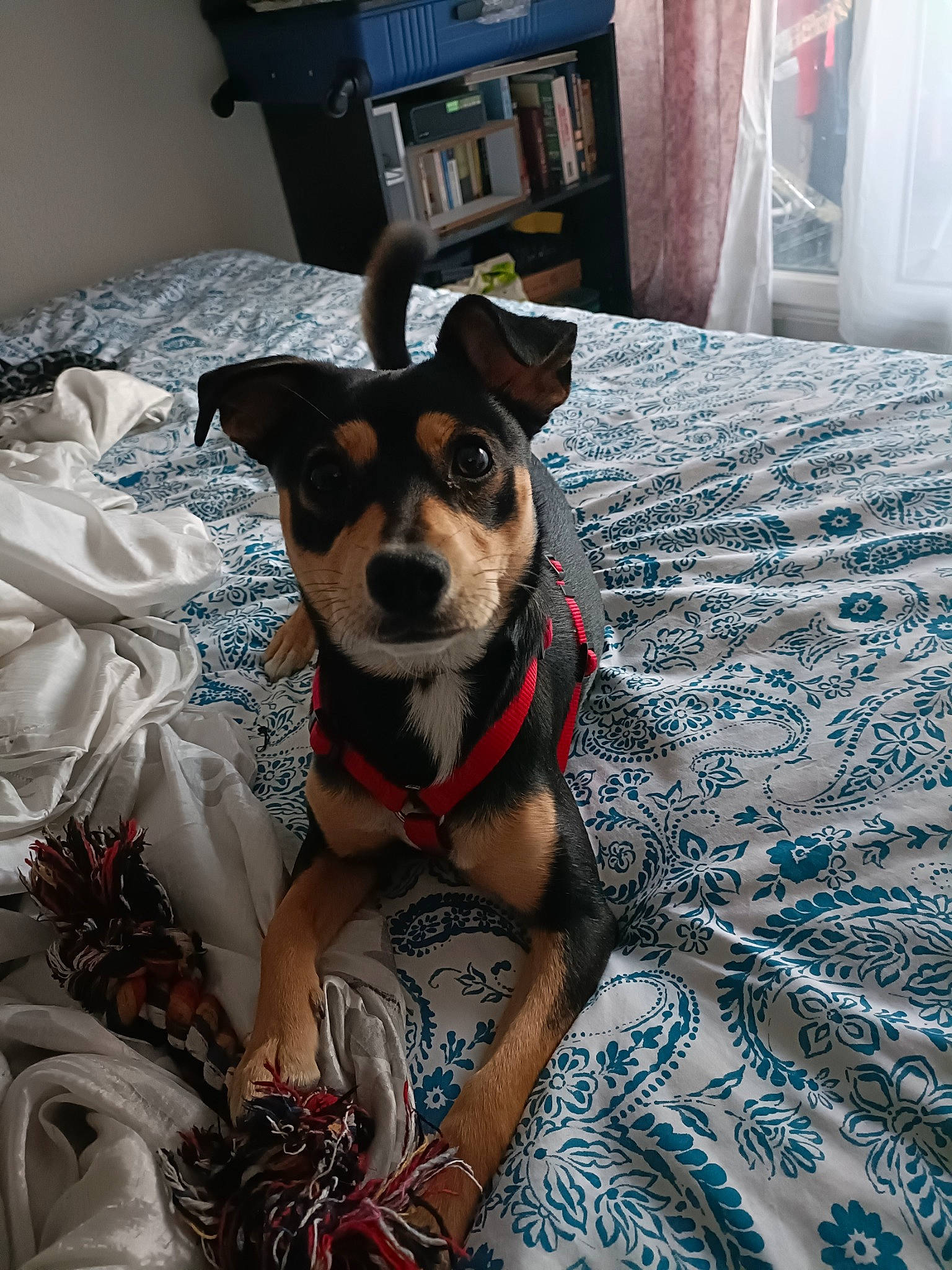 Thaiky a rejoint le concours — aidez-le/la à gagner de superbes lots ! carnivore, chihuahua, collar, comfort, companion_dog, dog, dog_breed, dog_clothes, dog_collar, dog_supply, eyewear, fawn, fur, linens, pattern, sunglasses, terrier, toy_dog, whiskers, working_animal