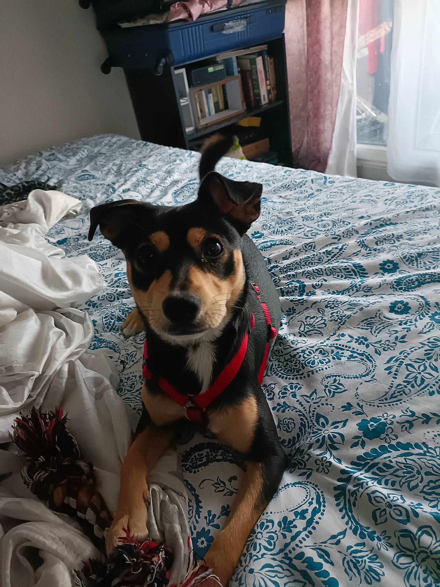 Thaiky participe au concours pour gagner de l'argent avec cette photo : bookcase, canidae, carnivore, collar, comfort, companion_dog, dog, dog_breed, dog_clothes, dog_supply, fawn, flooring, fur, linens, picture_frame, snout, sporting_group, toy_dog, whiskers, working_animal