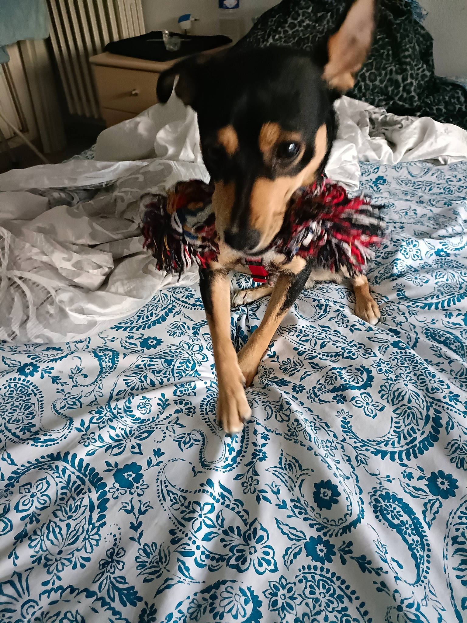 Thaiky a rejoint le concours — aidez-le/la à gagner de superbes lots ! art, bed, bedding, carmine, comfort, companion_dog, dog, dog_breed, electric_blue, fashion_design, fawn, flooring, linens, magenta, nail, pattern, paw, pillow, sporting_group, toy_dog