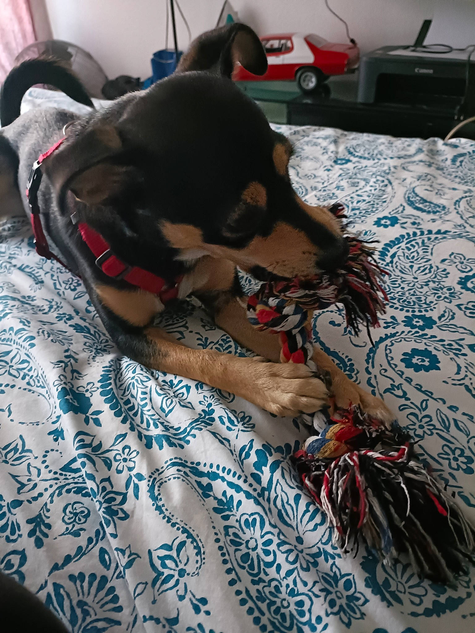 Thaiky participe au concours pour gagner de l'argent avec cette photo : art, bed, bed_sheet, bedding, carnivore, comfort, companion_dog, dog, dog_breed, fawn, felidae, flooring, fur, guard_dog, linens, nap, pattern, room, sporting_group, toy_dog