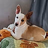 animal, black_nose, blanket, curious, cute, dog, ears, furniture, indoor, looking_at_camera, lying_down, pet, plush_toy, puppy, quilt, relaxed, resting, tan, toy, white