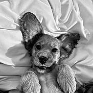 Honey joined the competition — help win amazing prizes! puppy, dog, pet, cute, lying_down, blanket, fur, ears, paws, smile, animal, mammal, young, playful, resting, adorable, indoor, closeup, black_and_white, portrait