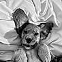 puppy, dog, pet, cute, lying_down, blanket, fur, ears, paws, smile, animal, mammal, young, playful, resting, adorable, indoor, closeup, black_and_white, portrait