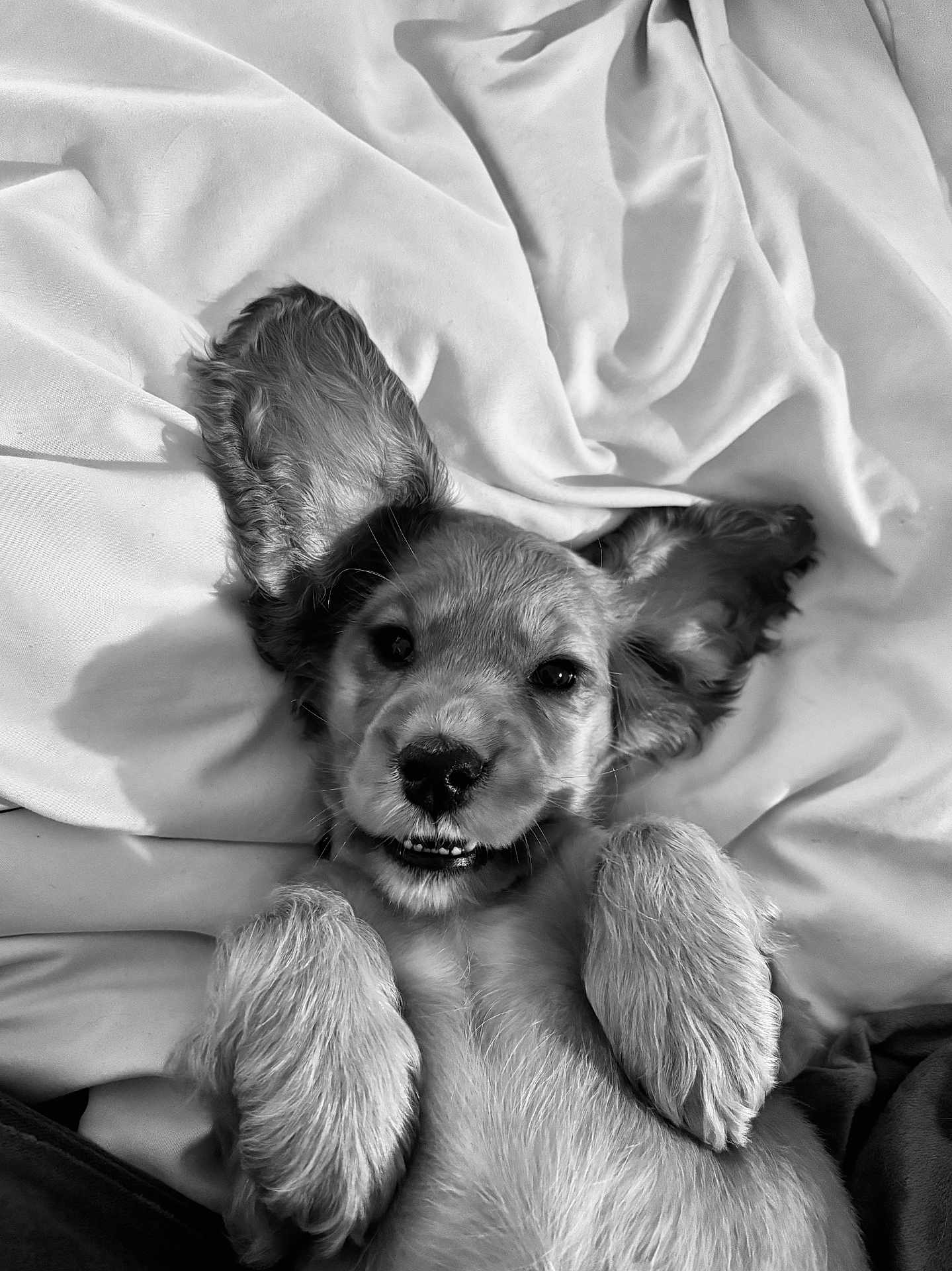 Honey joined the competition — help win amazing prizes! puppy, dog, pet, cute, lying_down, blanket, fur, ears, paws, smile, animal, mammal, young, playful, resting, adorable, indoor, closeup, black_and_white, portrait