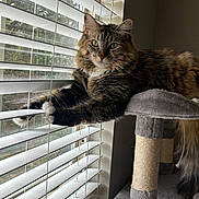 Pumpkin joined the competition — help win amazing prizes! cat, fluffy_cat, cat_tree, window_blinds, indoor, green_eyes, stretching, feline, pet, fur, whiskers, relaxed, natural_light, cozy, home, curtains, paws, looking_at_camera, animal, soft_texture