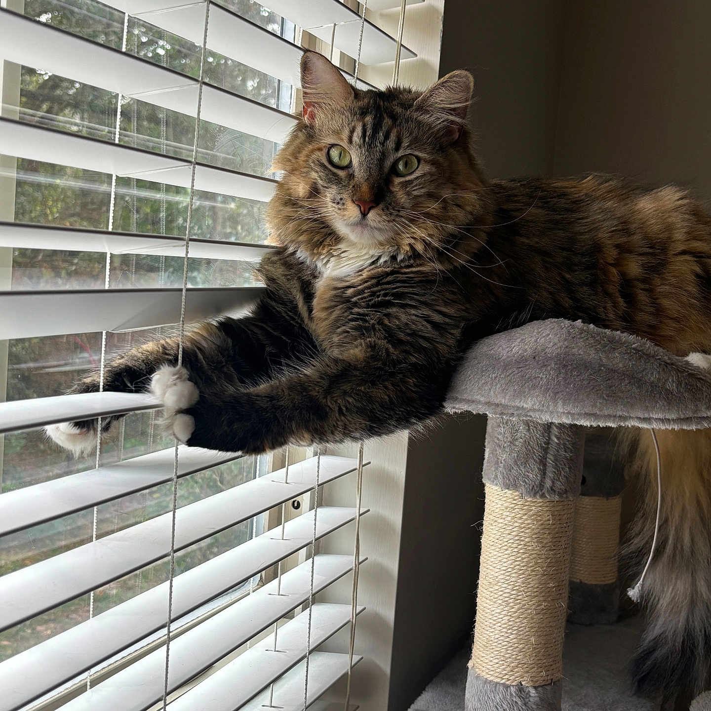 Pumpkin joined the competition — help win amazing prizes! animal, cat, cat_tree, cozy, curtains, feline, fluffy_cat, fur, green_eyes, home, indoor, looking_at_camera, natural_light, paws, pet, relaxed, soft_texture, stretching, whiskers, window_blinds