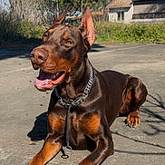 Airon participe au concours pour gagner de l'argent avec cette photo : doberman, dog, animal, pet, outdoor, sunlight, concrete, ears_up, happy, alert, brown, black, collar, chain, paw, house, greenery, shadow, daytime, canine