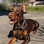 doberman, dog, animal, pet, outdoor, sunlight, concrete, ears_up, happy, alert, brown, black, collar, chain, paw, house, greenery, shadow, daytime, canine