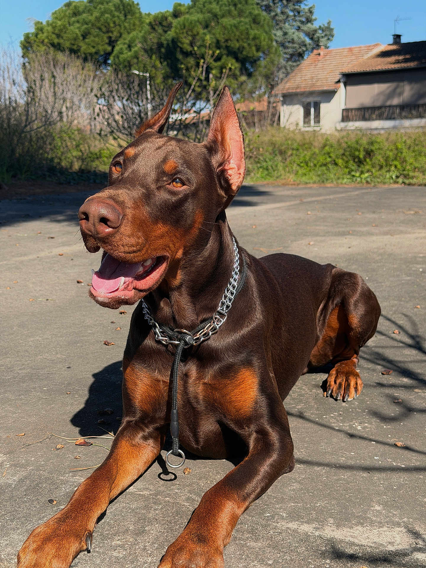 Airon participe au concours pour gagner de l'argent avec cette photo : doberman, dog, animal, pet, outdoor, sunlight, concrete, ears_up, happy, alert, brown, black, collar, chain, paw, house, greenery, shadow, daytime, canine