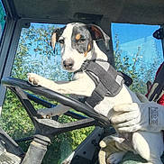 Sami a rejoint le concours — aidez-le/la à gagner de superbes lots ! dog, puppy, animal, pet, driver, vehicle, car, steering_wheel, harness, seated, portrait, face, eyes, ears, paws, outdoor, sunlight, trees, blue_sky, funny