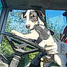 dog, puppy, animal, pet, driver, vehicle, car, steering_wheel, harness, seated, portrait, face, eyes, ears, paws, outdoor, sunlight, trees, blue_sky, funny