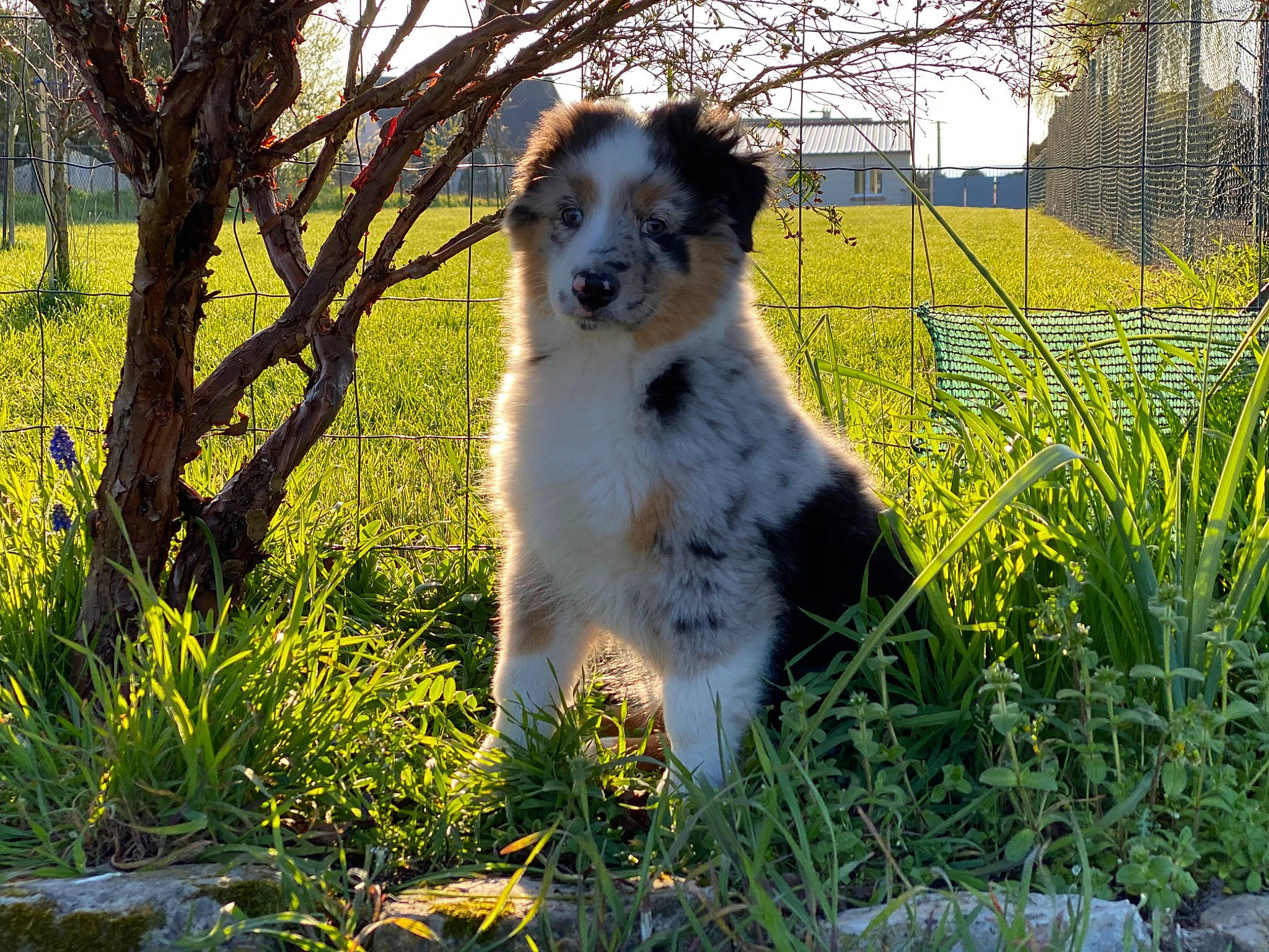 Pipper participe au concours pour gagner de l'argent avec cette photo : australian_shepherd, border_collie, canidae, carnivore, companion_dog, dog, dog_breed, grass, herding_dog, mammal, miniature_australian_shepherd, plant, sporting_group, vertebrate, working_dog