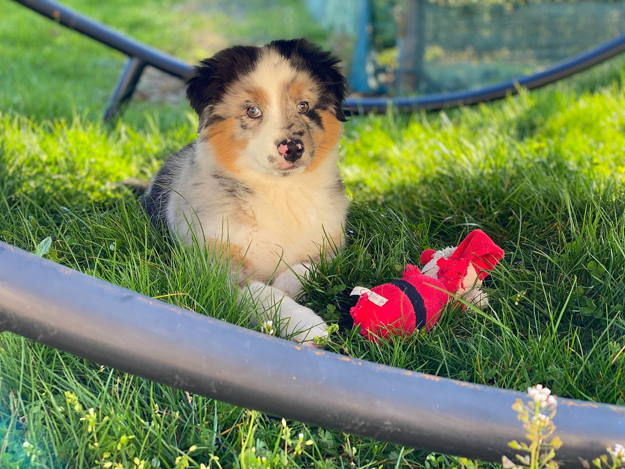 Pipper a rejoint le concours — aidez-le/la à gagner de superbes lots ! australian_shepherd, canidae, carnivore, companion_dog, dog, dog_breed, grass, mammal, miniature_australian_shepherd, plant, pomeranian, puppy, vertebrate, working_dog