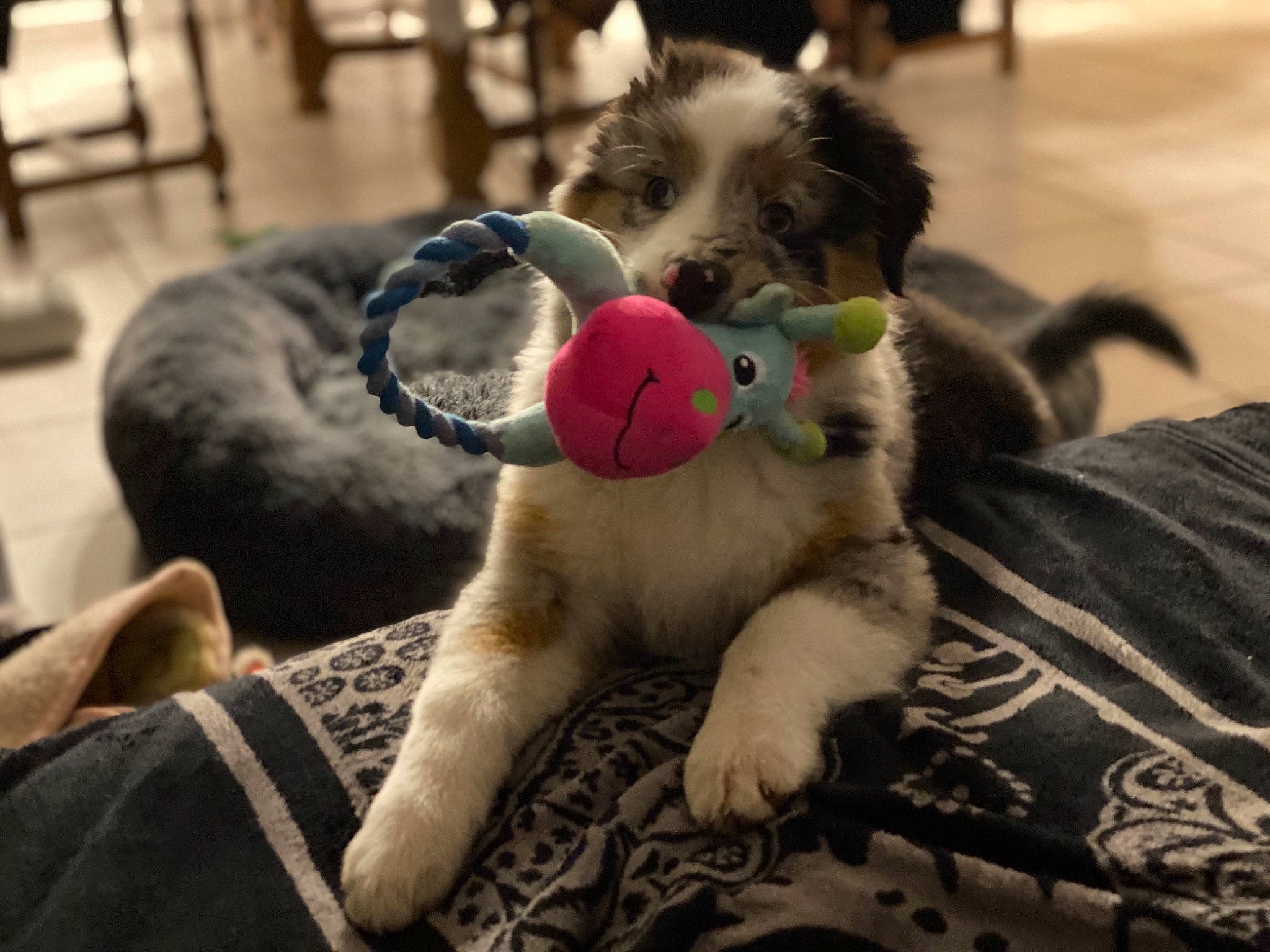 Pipper participe au concours pour gagner de l'argent avec cette photo : australian_shepherd, border_collie, canidae, carnivore, companion_dog, dog, dog_breed, dog_toy, ear, fur, mammal, miniature_australian_shepherd, puppy, puppy_love, sporting_group, vertebrate
