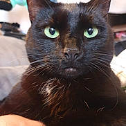 Samaël a rejoint le concours — aidez-le/la à gagner de superbes lots ! cat, black_cat, green_eyes, close_up, indoor, pet, whiskers, fur, face, animal, domestic_animal, mammal, portrait, cute, feline, looking, attention, household, companion, relaxed