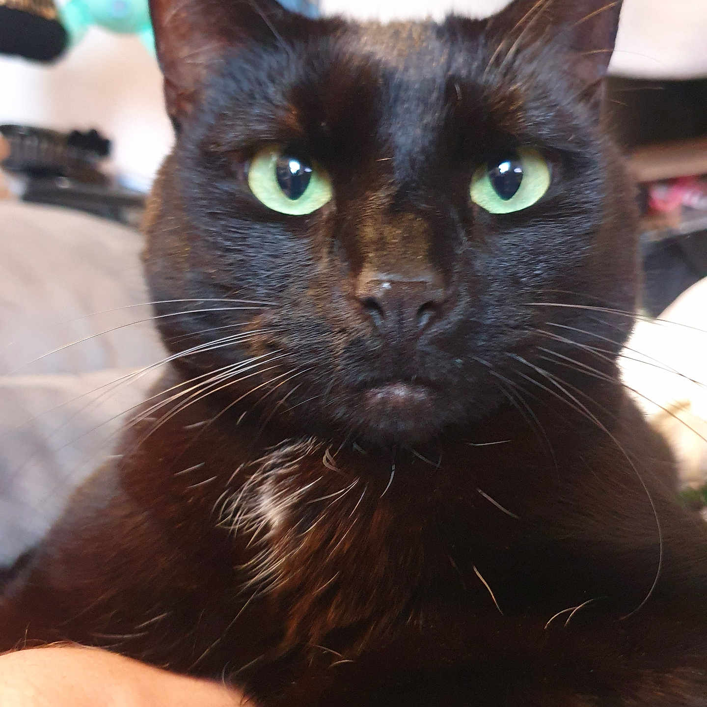 Samaël a rejoint le concours — aidez-le/la à gagner de superbes lots ! animal, attention, black_cat, cat, close_up, companion, cute, domestic_animal, face, feline, fur, green_eyes, household, indoor, looking, mammal, pet, portrait, relaxed, whiskers