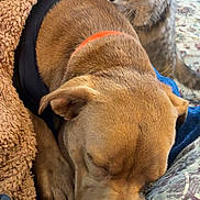 Maui joined the competition — help win amazing prizes! dog, cat, blanket, cushion, indoor, sleeping, curious, brown, gray, furry, pet, animal, cozy, resting, floor, carpet, fur, collar, closeup, comfort