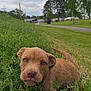 puppy, dog, grass, greenery, outdoor, nature, park, tree, sky, cloud, animal, cute, young, pet, mammal, walkway, exploring, closeup, portrait, daytime