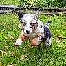 puppy, dog, grass, leaping, playful, blue_eyes, outdoor, nature, young_animal, fur, ears, paws, greenery, leaves, pet, animal, running, cute, energetic, garden