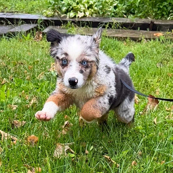 Molly