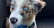 Molly joined the competition — help win amazing prizes! puppy, dog, blue_eyes, harness, car_interior, cute, pet, animal, fur, young_dog, sitting, close_up, brown, white, black_spots, curious, indoor, domestic_animal, nose, whiskers