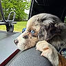 Molly joined the competition — help win amazing prizes! puppy, dog, blue_eyes, resting, vehicle, window, greenery, trees, outdoor, closeup, fur, paw, nose, side_view, young_dog, nature, calm, pet, portrait, animal