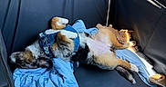 Molly is registered to the contest to win money with this photo: blanket, blue, canine, car_seat, comfort, cozy, cute, dog, fur, harness, interior, nap, pet, puppy, relaxed, resting, seatbelt, sleeping, sunlight, vehicle