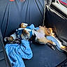 dog, puppy, car_seat, harness, blanket, sleeping, relaxed, fur, pet, vehicle, sunlight, blue, cozy, interior, seatbelt, resting, cute, canine, comfort, nap