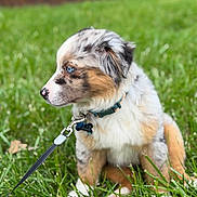 Molly is registered to the contest to win money with this photo: puppy, dog, grass, outdoor, collar, leash, blue_eyes, sitting, pet, cute, fur, animal, young_dog, nature, background_blur, side_view, summer, daylight, muzzle, ears