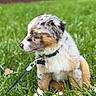 puppy, dog, grass, outdoor, collar, leash, blue_eyes, sitting, pet, cute, fur, animal, young_dog, nature, background_blur, side_view, summer, daylight, muzzle, ears