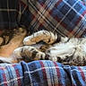 Miracle joined the competition — help win amazing prizes! animal, cat, comfort, couch, cozy, cute, domestic_cat, feline, fur, indoor, paw, pet, plaid_blanket, relaxed, resting, sleeping, soft, striped, tabby, whiskers