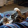Miracle is registered to the contest to win money with this photo: animal, blanket, cat, comfort, cozy, cute, feline, fur, indoor, nap, paw, pet, relaxed, resting, sleeping, soft, striped, tabby_cat, warm, whiskers