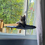 Miracle is registered to the contest to win money with this photo: animal, cat, cozy, curious, curtain, feline, greenery, home, indoor, looking_out, natural_light, pet, relaxed, resting, sitting, sunlight, tabby_cat, tree, window, window_hammock