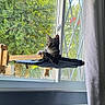 animal, cat, cozy, curious, curtain, feline, greenery, home, indoor, looking_out, natural_light, pet, relaxed, resting, sitting, sunlight, tabby_cat, tree, window, window_hammock