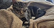 Miracle is registered to the contest to win money with this photo: blanket, cat, comfort, couch, cozy, domestic_animal, feline, fur, furniture, household, indoor, living_room, nap, pet, relaxing, resting, sleeping, soft, tabby, window