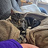 blanket, cat, comfort, couch, cozy, domestic_animal, feline, fur, furniture, household, indoor, living_room, nap, pet, relaxing, resting, sleeping, soft, tabby, window