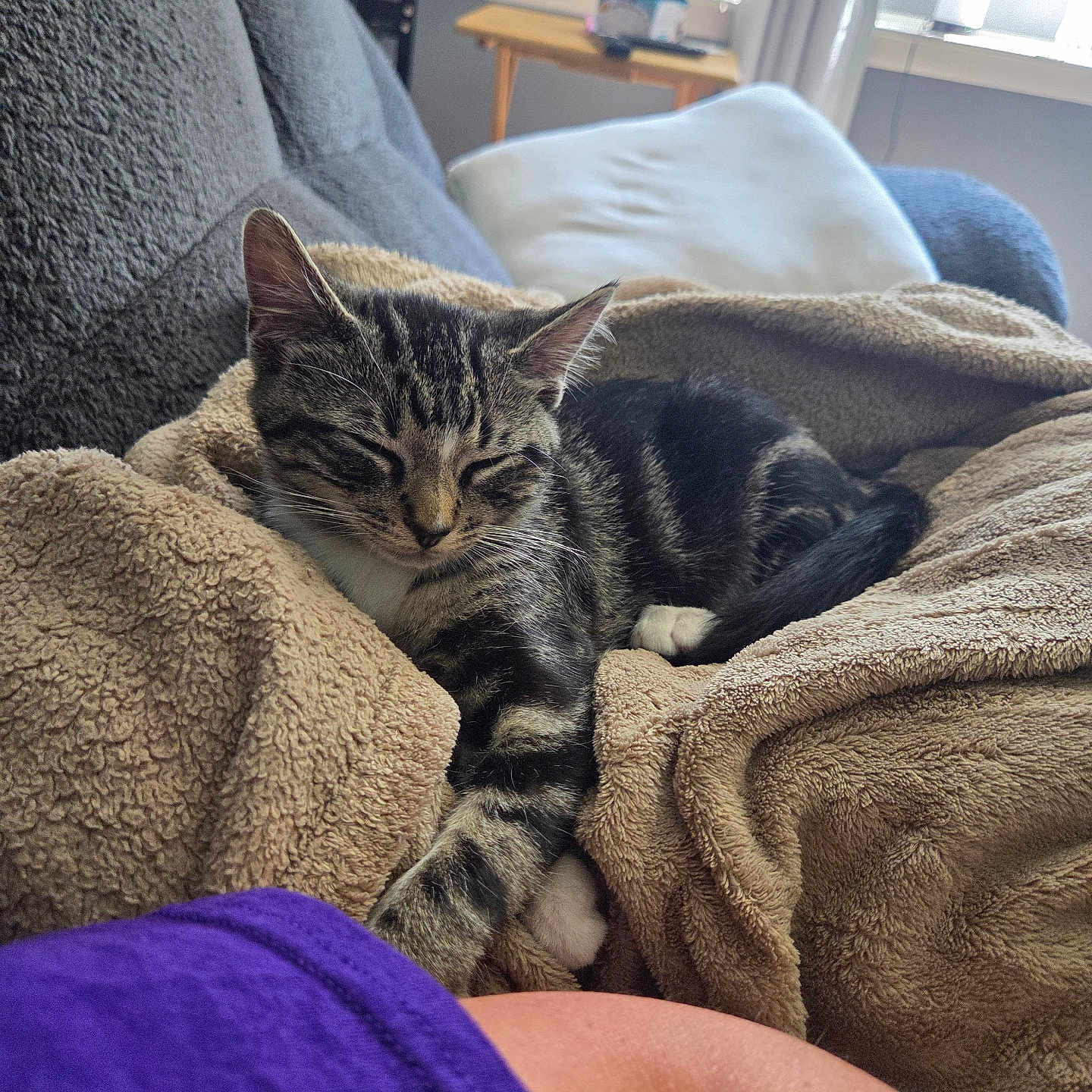 Miracle is registered to the contest to win money with this photo: blanket, cat, comfort, couch, cozy, domestic_animal, feline, fur, furniture, household, indoor, living_room, nap, pet, relaxing, resting, sleeping, soft, tabby, window