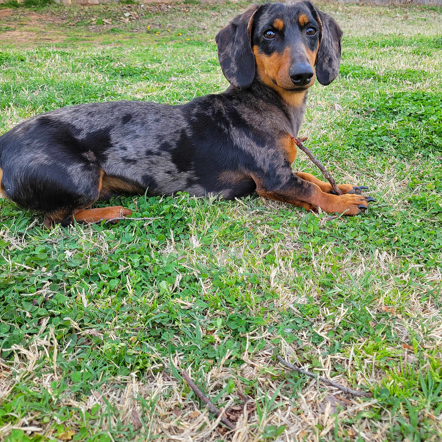Gunnison is registered to the contest to win money with this photo: alloywheel, animal, backyard, beagle, canine, car, carwheel, dog, field, grass, grassland, hound, lawn, machine, nature, outdoors, pet, plant, puppy, yard