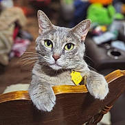 Ash is registered to the contest to win money with this photo: animal_portrait, blurred_background, cat, close_up, collar_tag, curious, domestic_animal, feline, fur, green_eyes, grey_cat, household, indoor, looking, paws, pet, resting, tabby, whiskers, wooden_chair