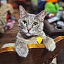 animal_portrait, blurred_background, cat, close_up, collar_tag, curious, domestic_animal, feline, fur, green_eyes, grey_cat, household, indoor, looking, paws, pet, resting, tabby, whiskers, wooden_chair