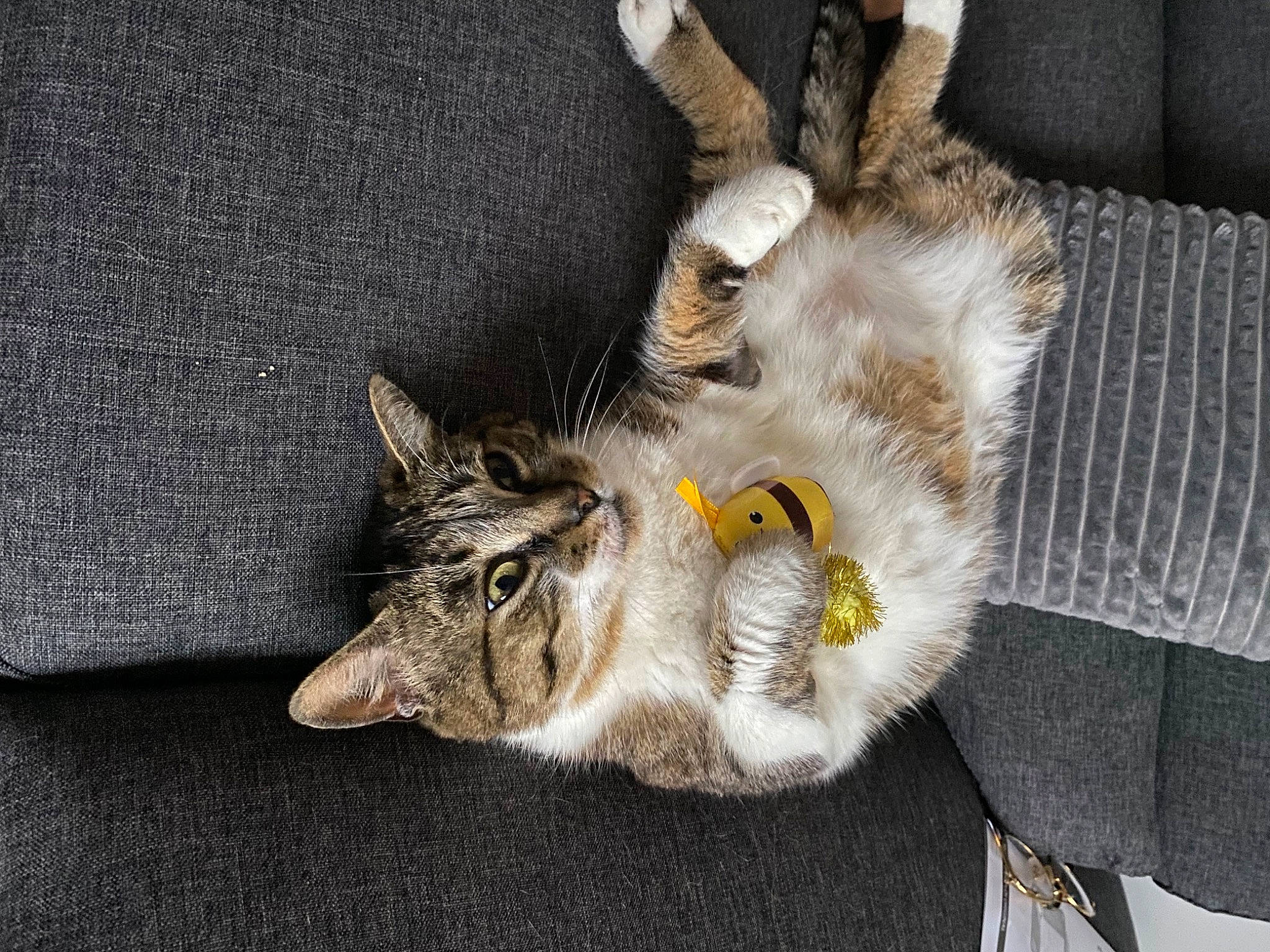 Jack a rejoint le concours — aidez-le/la à gagner de superbes lots ! carnivore, cat, claw, comfort, couch, domestic_short_haired_cat, felidae, fur, grey, musical_instrument, paw, plant, small_to_medium_sized_cats, snout, tail, whiskers