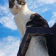 Swan participe au concours pour gagner de l'argent avec cette photo : animal, architecture, black, brown, building, cat, cloud, curious, daylight, feline, fur, looking_down, nature, outdoor, perched, pet, roof, sky, whisker, white