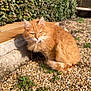 Mimine participe au concours pour gagner de l'argent avec cette photo : cat, orange_cat, feline, outdoor, gravel, greenery, step, fur, animal, pet, resting, sunlight, nature, small_plants, blurred, daylight, mammal, cute, fluffy, wildlife