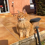 Mimine a rejoint le concours — aidez-le/la à gagner de superbes lots ! cat, orange_cat, fluffy, outdoor, patio, tiled_floor, sunlight, garden_lamp, plant, bush, shadow, person, blurred_background, daytime, pet, animal, fur, sitting, home, relaxing
