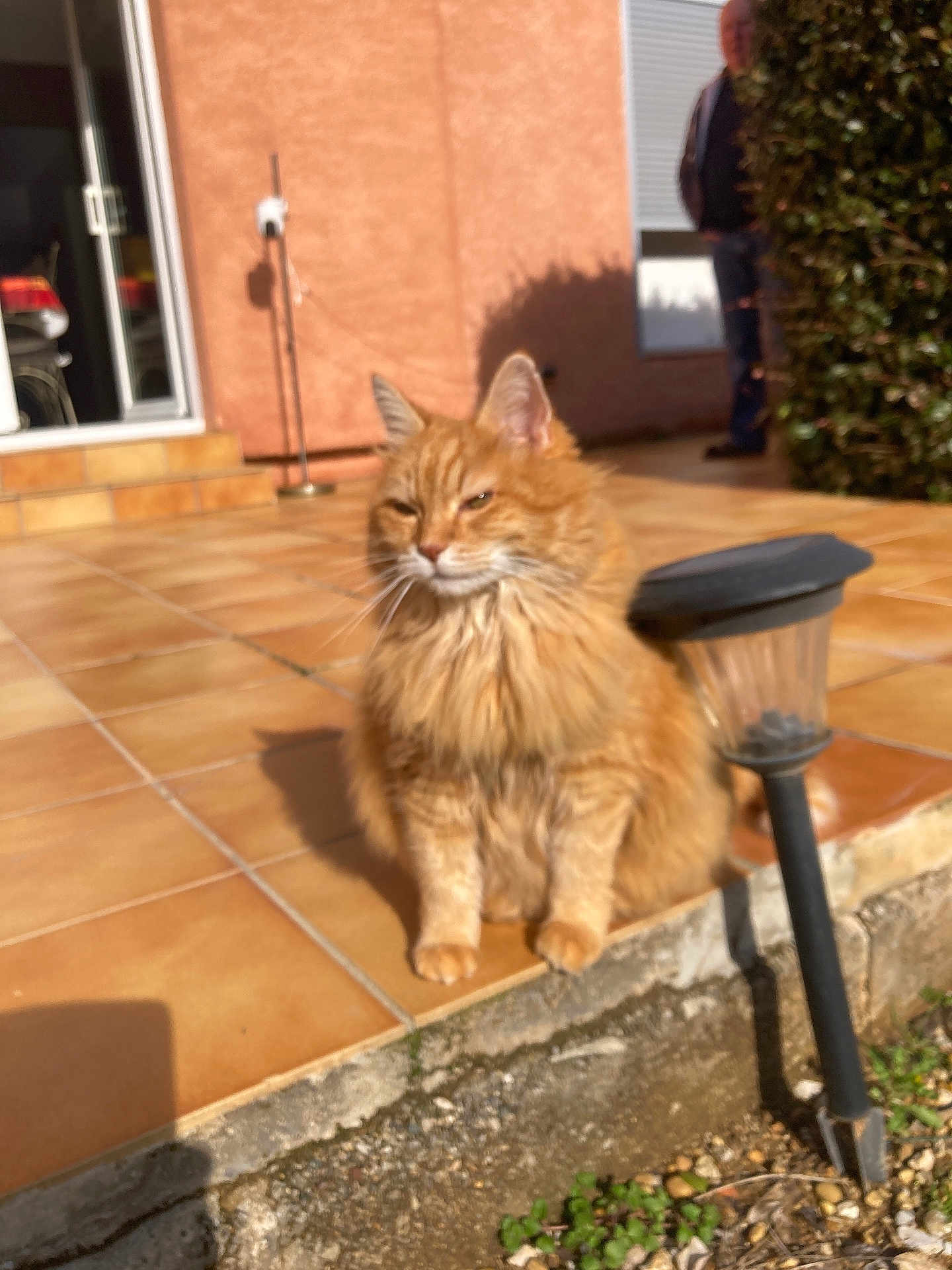 Mimine a rejoint le concours — aidez-le/la à gagner de superbes lots ! cat, orange_cat, fluffy, outdoor, patio, tiled_floor, sunlight, garden_lamp, plant, bush, shadow, person, blurred_background, daytime, pet, animal, fur, sitting, home, relaxing