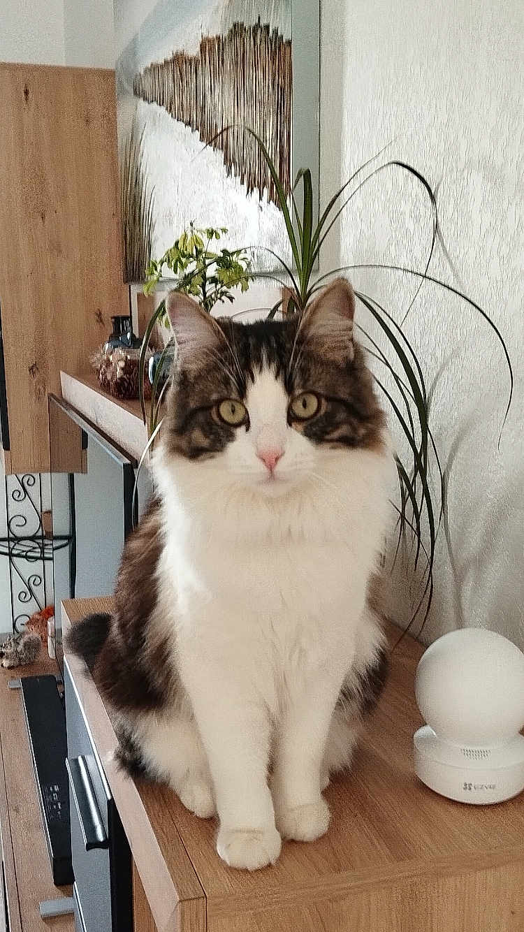 Symba a rejoint le concours — aidez-le/la à gagner de superbes lots ! cat, indoor, plant, wooden_surface, furniture, domestic, pet, fluffy, curious, white, brown, black, green_eyes, decoration, home, cozy, portrait, sitting, animal, living_room