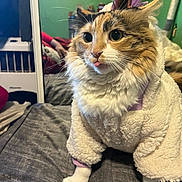 Momo is registered to the contest to win money with this photo: cat, animal, pet, feline, costume, unicorn_horn, clothing, white_fur, tongue_out, bed, blanket, indoor, mirror, green_wall, whiskers, cute, fluffy, paws, domestic, portrait