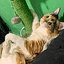 cat, calico, fluffy, scratching_post, indoor, green_wall, curious, pet, feline, whiskers, relaxed, fur, playful, closeup, animal, cute, domestic, resting, claws, toy