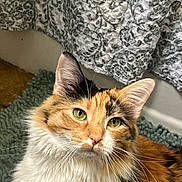 Momo is registered to the contest to win money with this photo: animal, calico, cat, close_up, curtain, cute, domestic, ears, face, fluffy, fur, green_eyes, indoor, mammal, pet, portrait, relaxed, rug, texture, whiskers